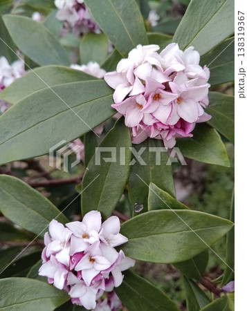 沈丁花 沈丁花 138319367