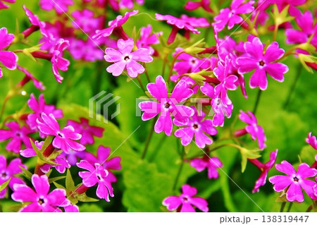 桜草の花 桜草の花 138319447