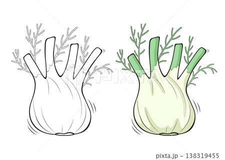 Fennel outline and colored version side by side, hand drawn vegetable vector illustration for coloring book pages 138319455