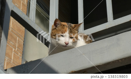 三毛猫 三毛猫 138319803