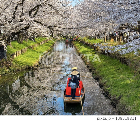 満開の桜の下の船 満開の桜の下の船 138319811