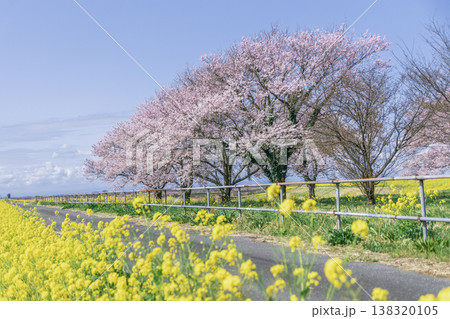 春の田園風景 桜と菜の花と遊歩道 コピースペースあり なまいふるさと公園 春の田園風景 桜と菜の花と遊歩道 コピースペースあり なまいふるさと公園 138320105