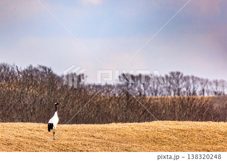 雪解けの草原を歩くタンチョウ 北海道の春の風景 138320248