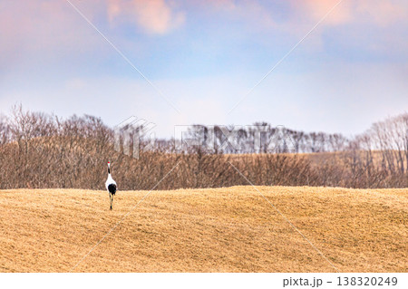 広い空と草原を歩くタンチョウ 静寂の自然風景 138320249
