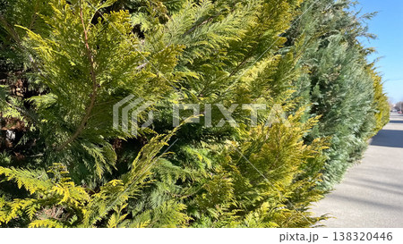 Evergreen Leyland cypress hedge along a suburban street under a blue sky in sunny day weather 138320446