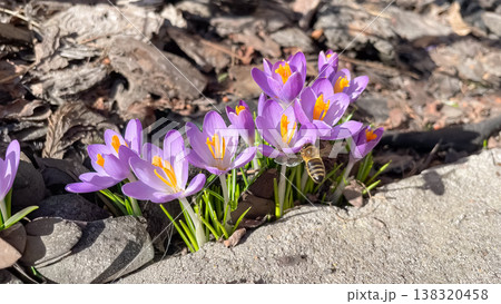 Purple crocus vernus flowers blooming in spring garden with a honey bee pollinating in bright sun 138320458