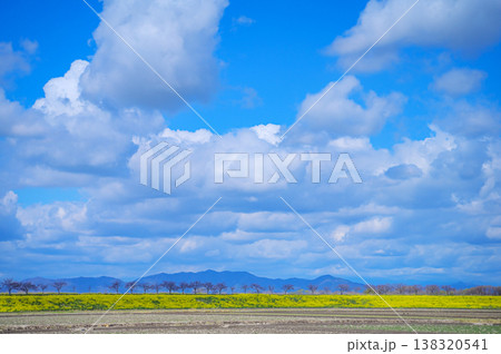 青空と入道雲の下に広がる菜の花畑と山脈 138320541