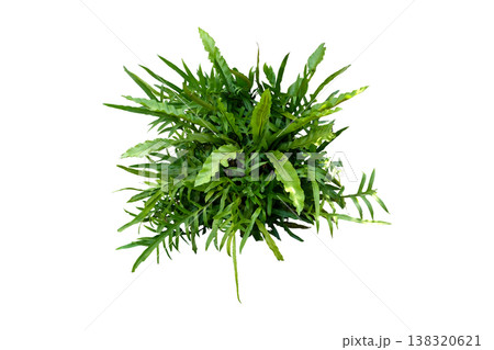 Tropical Plants of Florida Kangaroo Fern, Tropical Plants of Florida Kangaroo Fern, 138320621
