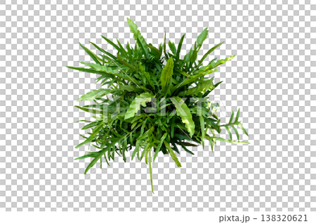 Tropical Plants of Florida Kangaroo Fern, Tropical Plants of Florida Kangaroo Fern, 138320621