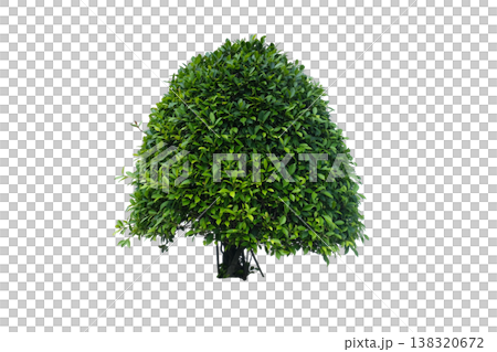 Korean banyan or Ficus Annulata tree Korean banyan or Ficus Annulata tree 138320672