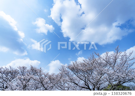 春の空と木立 春の空と木立 138320676