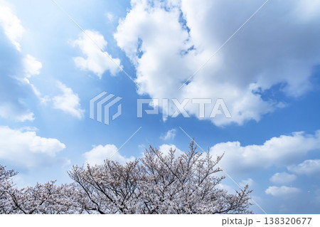春の空と木立 春の空と木立 138320677