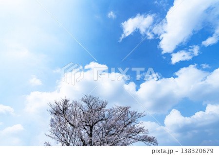 春の空と木立 138320679