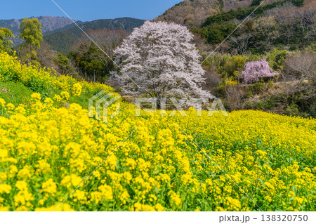 蓑毛の淡墨桜　菜の花畑と一本桜　【神奈川県秦野市】 138320750