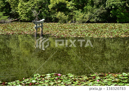 滋賀県甲賀市の大池寺の弁天池 沈み鳥居 138320783