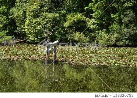 滋賀県甲賀市の大池寺の弁天池 沈み鳥居 138320785