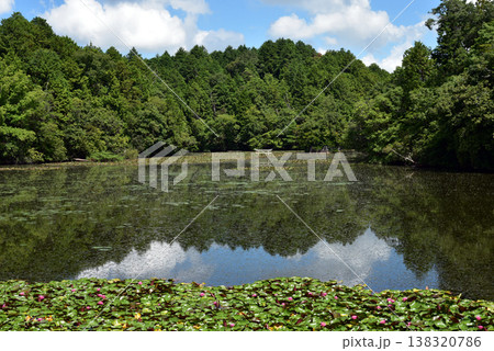 滋賀県甲賀市の大池寺の弁天池 沈み鳥居 138320786