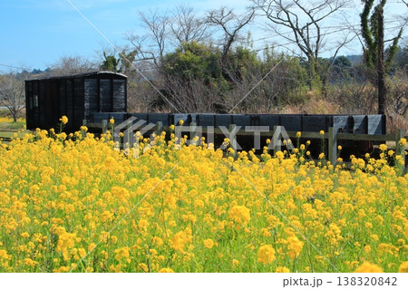 満開の菜の花が咲き誇る春爛漫の月崎駅。 138320842