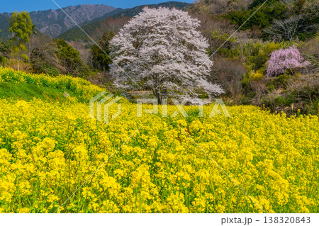 蓑毛の淡墨桜 菜の花畑と一本桜 【神奈川県秦野市】 蓑毛の淡墨桜 菜の花畑と一本桜 【神奈川県秦野市】 138320843