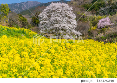蓑毛の淡墨桜　菜の花畑と一本桜　【神奈川県秦野市】 138320846