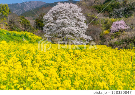 蓑毛の淡墨桜　菜の花畑と一本桜　【神奈川県秦野市】 138320847