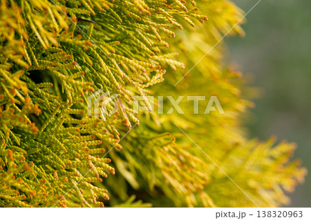 Golden-green evergreen thuja foliage fills the frame Golden-green evergreen thuja foliage fills the frame 138320963
