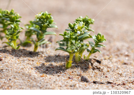Macro photography of Honckenya peploides Macro photography of Honckenya peploides 138320967