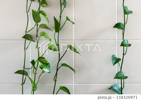 Delicate green trailing vines of a houseplant 138320971