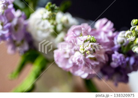Pink and white Matthiola incana flowers, macro photo 138320975
