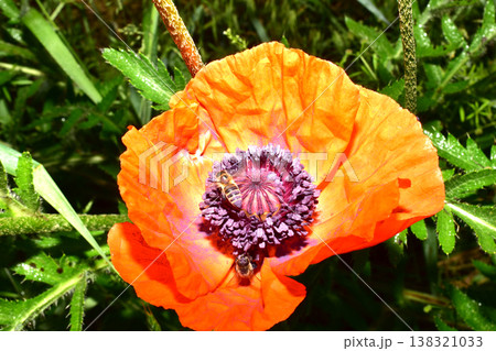 Close-up of blooming red poppy. Close-up of blooming red poppy. 138321033