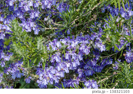 たくさんの花をつけたローズマリー たくさんの花をつけたローズマリー 138321103