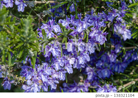 たくさんの花をつけたローズマリー 138321104