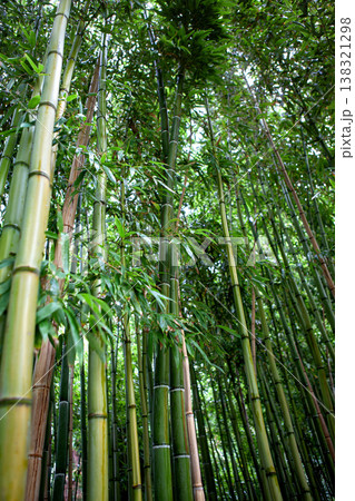 A jungle in an Asian-inspired park 138321298