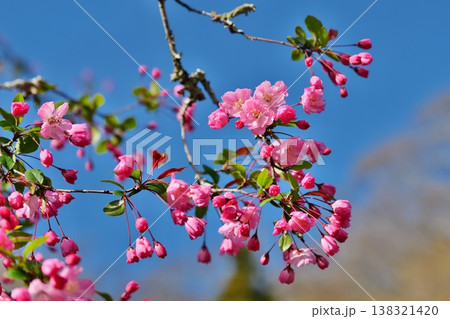 青空とかわいいピンクのハナカイドウ 138321420