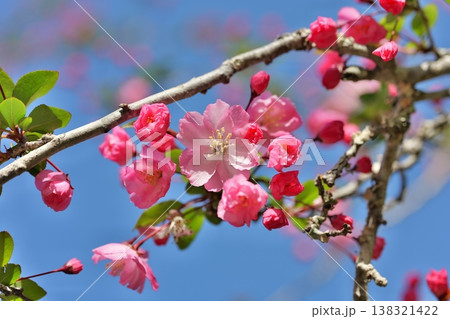 青空とかわいいピンクのハナカイドウ 138321422