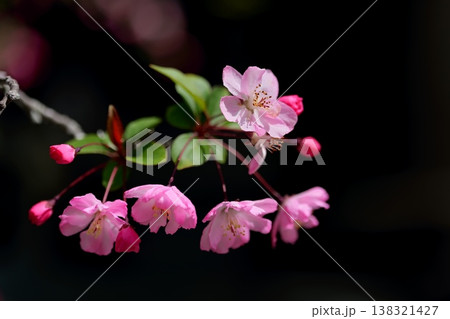 かわいいピンクのハナカイドウ 138321427