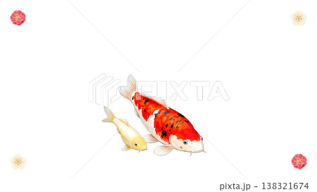 白背景に泳ぐ錦鯉の親子　梅の花を添えた和風イラスト素材 138321674