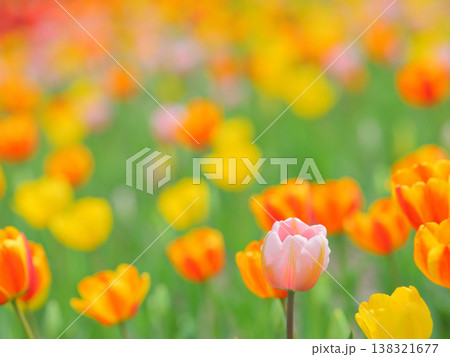 カラフルなチューリップ 138321677