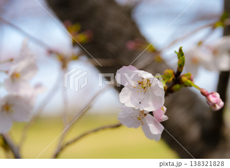 桜　伊勢市　宮川堤 138321828