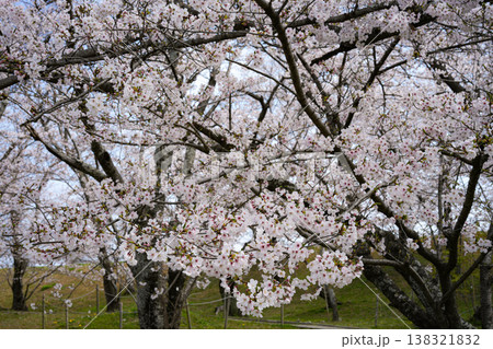 桜　伊勢市　宮川堤 138321832
