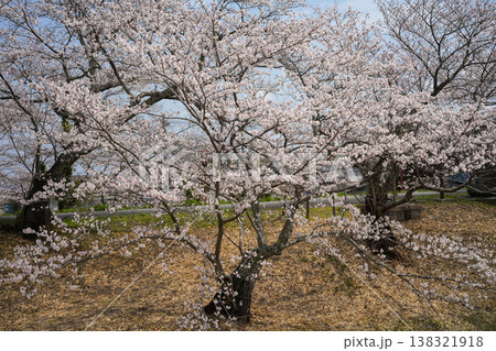 桜 伊勢市 宮川堤 桜 伊勢市 宮川堤 138321918