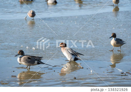 凍った水面を歩くカモ 138321926