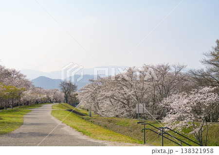 桜　伊勢市　宮川堤 138321958