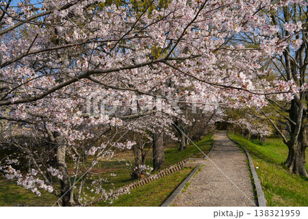 桜 伊勢市 宮川堤 桜 伊勢市 宮川堤 138321959