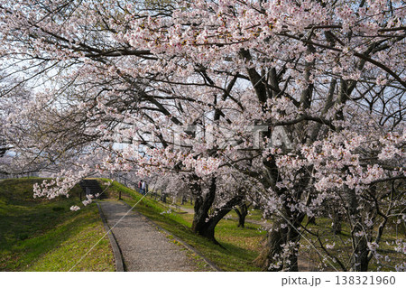 桜 伊勢市 宮川堤 桜 伊勢市 宮川堤 138321960