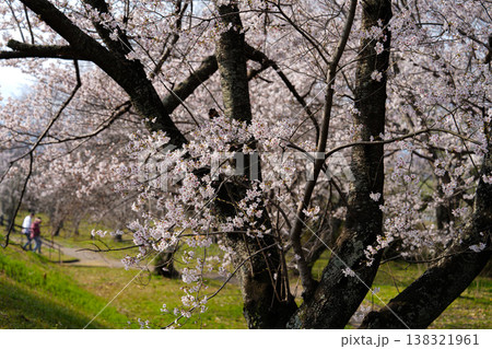 桜　伊勢市　宮川堤 138321961