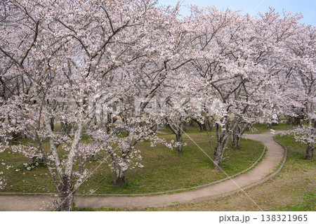 桜 伊勢市 宮川堤 桜 伊勢市 宮川堤 138321965