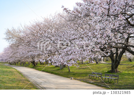 桜　伊勢市　宮川堤 138321985