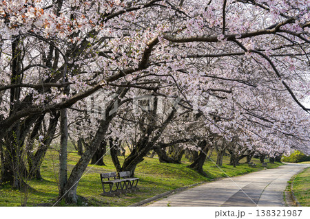 桜 伊勢市 宮川堤 桜 伊勢市 宮川堤 138321987