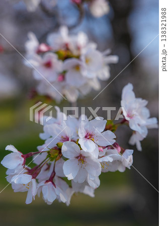 桜 伊勢市 宮川堤 桜 伊勢市 宮川堤 138321988